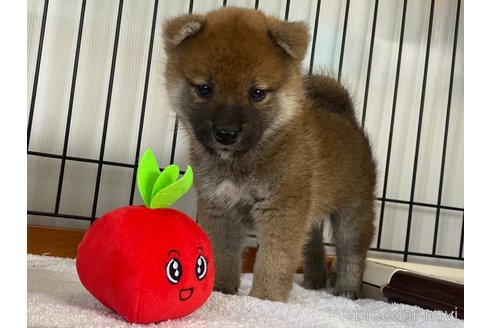 成約済の岡山県の柴犬-304670の4枚目
