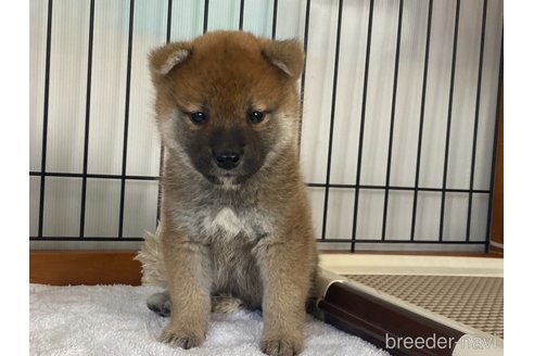 商談中の岡山県の柴犬-304670の1枚目