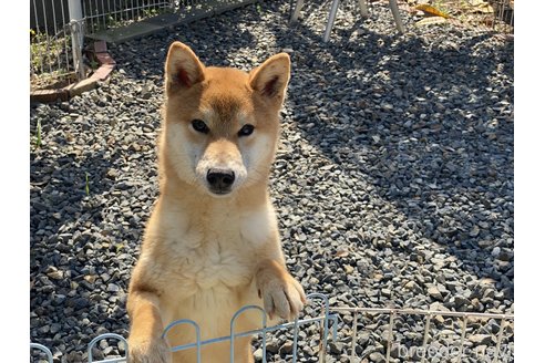 販売中の岡山県の柴犬-233534の1枚目