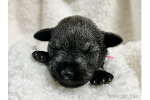 成約済の千葉県のミニチュアシュナウザー-304678の21枚目