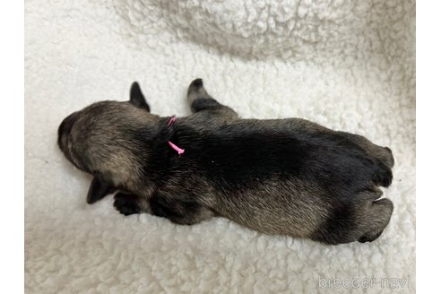 成約済の千葉県のミニチュアシュナウザー-304678の20枚目