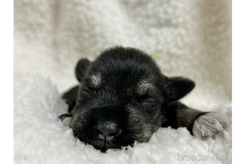 成約済の千葉県のミニチュアシュナウザー-304679の21枚目