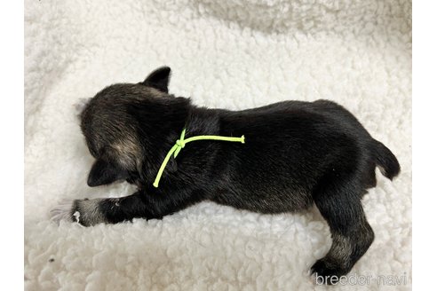 成約済の千葉県のミニチュアシュナウザー-304679の20枚目