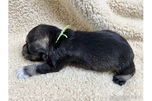 成約済の千葉県のミニチュアシュナウザー-304679の15枚目