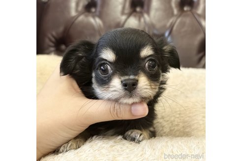 成約済の香川県のチワワ(ロングコート)-302231