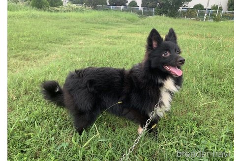 成約済の東京都のミックス犬-303999の28枚目