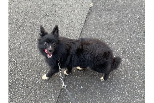 成約済の東京都のミックス犬-303996の15枚目