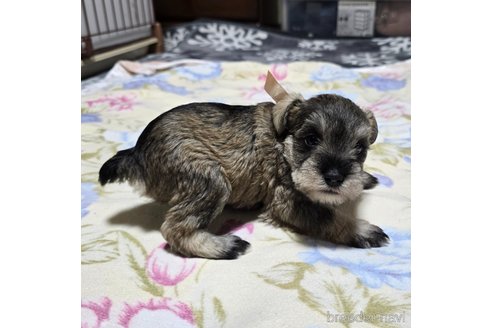 商談中の岡山県のミニチュアシュナウザー-301915の5枚目