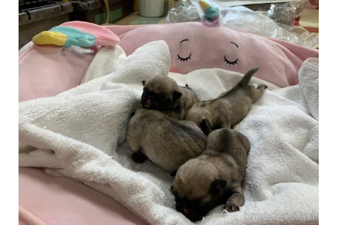 成約済の岐阜県のパグ-304793の14枚目