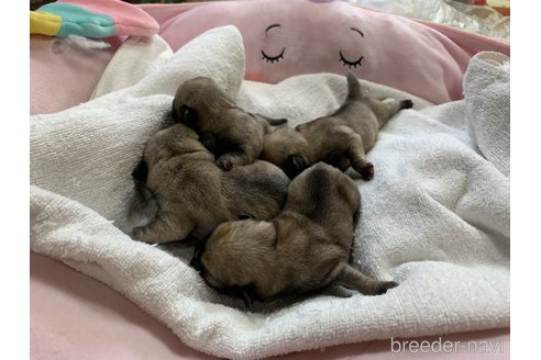 成約済の岐阜県のパグ-304793の12枚目