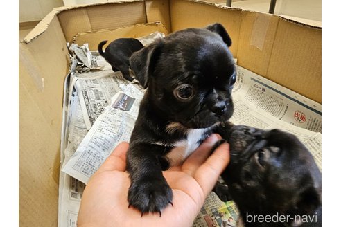 成約済の愛知県のミックス犬-301855の8枚目