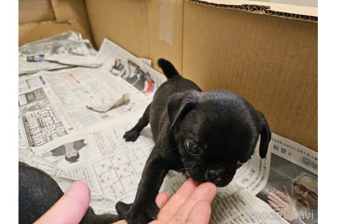 成約済の愛知県のミックス犬-301855の7枚目