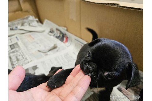 成約済の愛知県のミックス犬-301855の3枚目