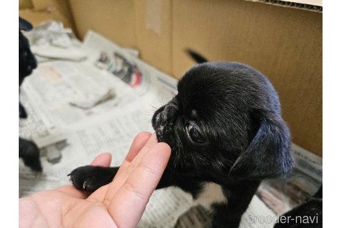 成約済の愛知県のミックス犬-301855の4枚目