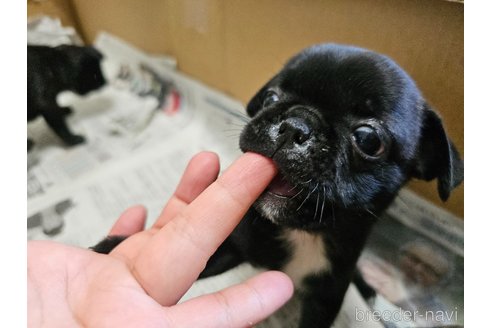 成約済の愛知県のミックス犬-301855の2枚目