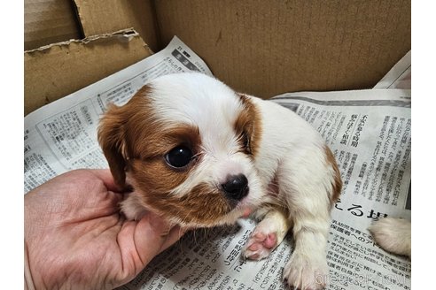 成約済の愛知県のキャバリアキングチャールズスパニエル-304800の4枚目