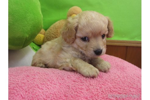 成約済の福岡県のミックス犬-302158の24枚目