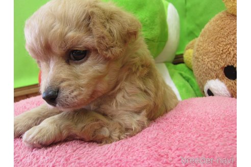 成約済の福岡県のミックス犬-302158の23枚目