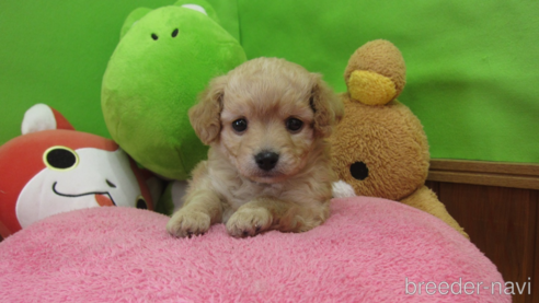 成約済の福岡県のミックス犬-302158の21枚目