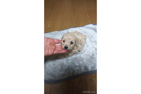 成約済の宮城県のタイニープードル-304812の5枚目