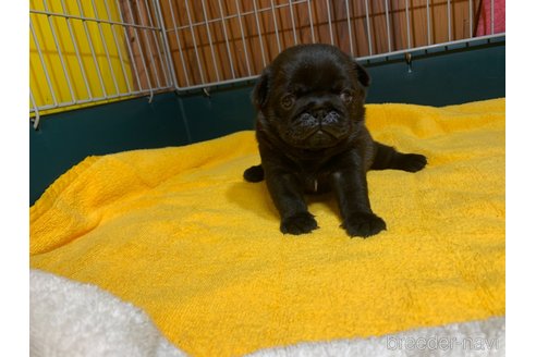 成約済の岐阜県のパグ-302325の11枚目