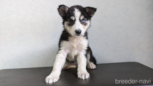 成約済の福岡県のミックス犬-304852の6枚目