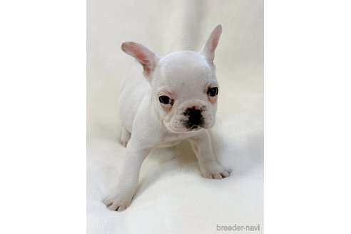 成約済の山口県のフレンチブルドッグ-304855の2枚目