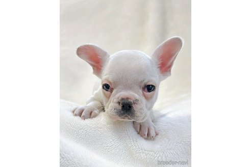 成約済の山口県のフレンチブルドッグ-304855の3枚目