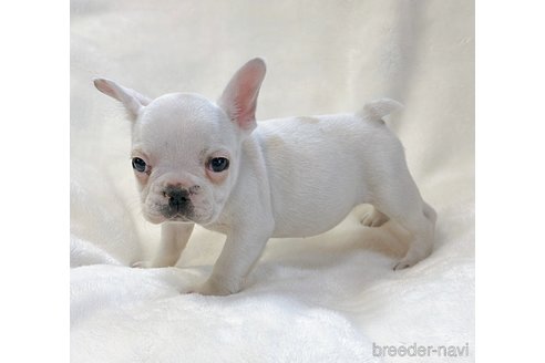 成約済の山口県のフレンチブルドッグ-304855の1枚目