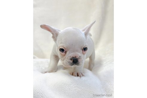 成約済の山口県のフレンチブルドッグ-304855の5枚目