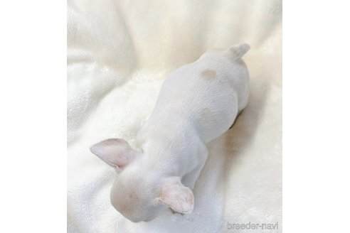 成約済の山口県のフレンチブルドッグ-304855の4枚目