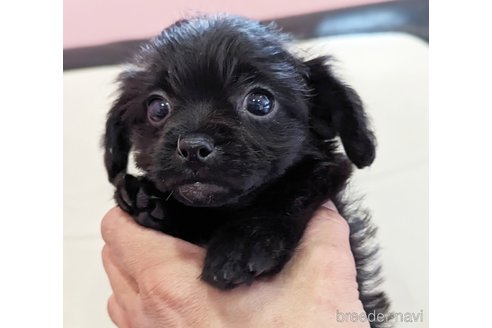 成約済の静岡県のミックス犬-304859の1枚目