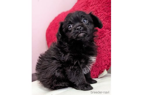 成約済の静岡県のミックス犬-304859の3枚目
