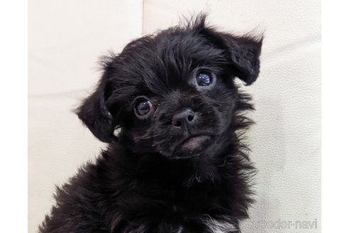 成約済の静岡県のミックス犬-304859の2枚目