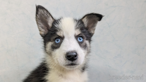 販売中の福岡県のミックス犬-304862