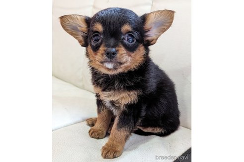 成約済の静岡県のミックス犬-304860の4枚目