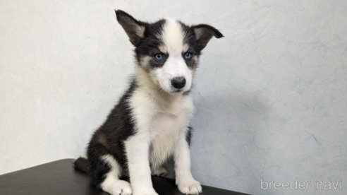 成約済の福岡県のミックス犬-304862の5枚目