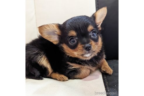 成約済の静岡県のミックス犬-304860の3枚目