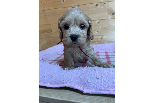 成約済の埼玉県のミックス犬-304872の22枚目