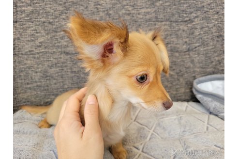 成約済の神奈川県のチワックス:チワワ×ミニチュアダックスフンド-293670の3枚目