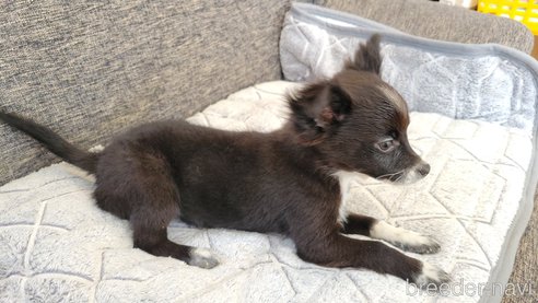 成約済の神奈川県のチワマル:チワワ×マルチーズ-292374の3枚目