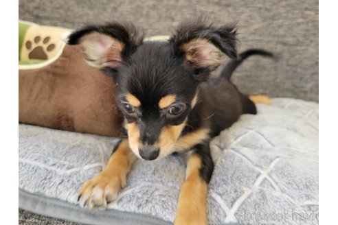 成約済の神奈川県のミックス犬-298203の5枚目