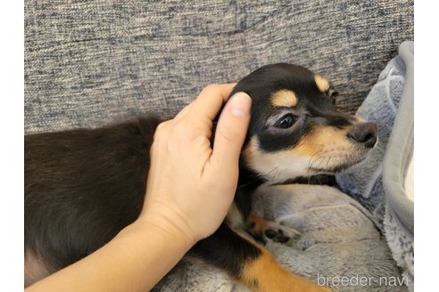 成約済の神奈川県のミックス犬-298203の4枚目