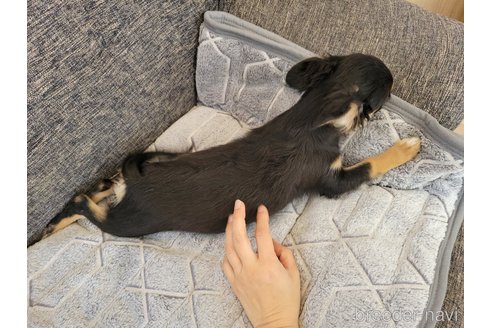 成約済の神奈川県のミックス犬-298203の3枚目