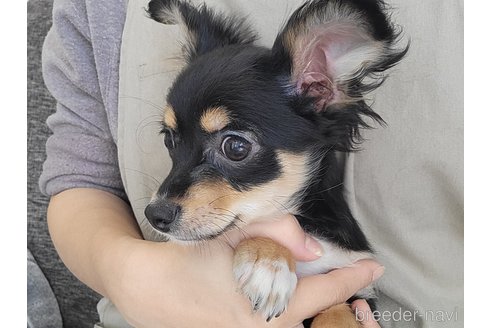 成約済の神奈川県のミックス犬-298203の2枚目