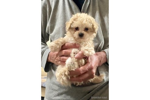 成約済の兵庫県のミックス犬-303569の3枚目
