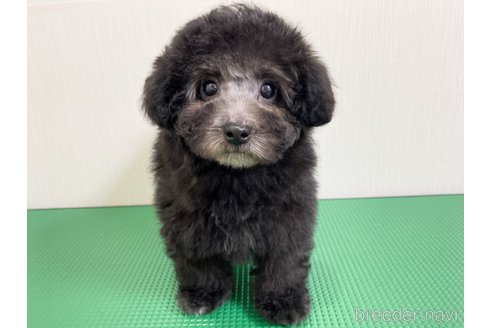 成約済の神奈川県のトイプードル-298198の5枚目