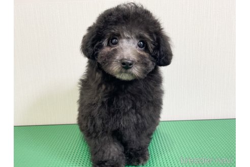成約済の神奈川県のトイプードル-298198の6枚目