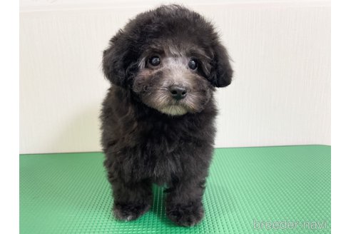 成約済の神奈川県のトイプードル-298198の4枚目