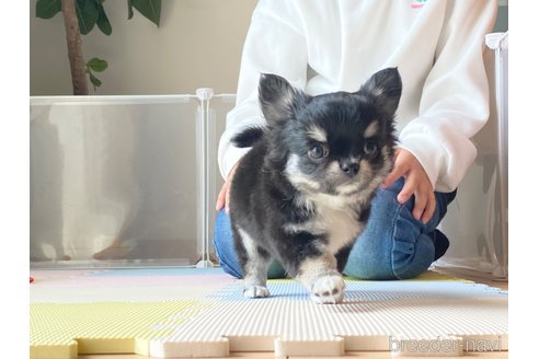 成約済の静岡県のチワワ(ロングコート)-301979の3枚目